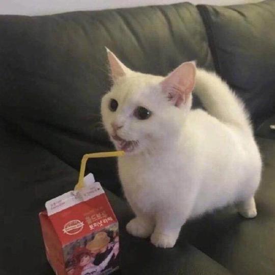 oo