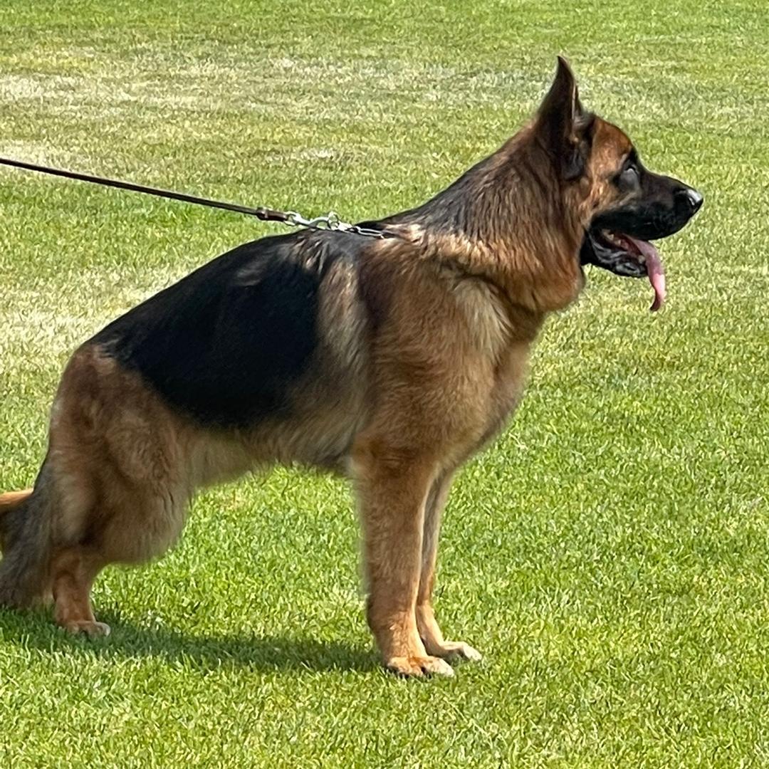 濮阳德牧爱好者