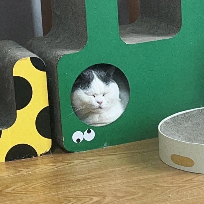 大熊宠物