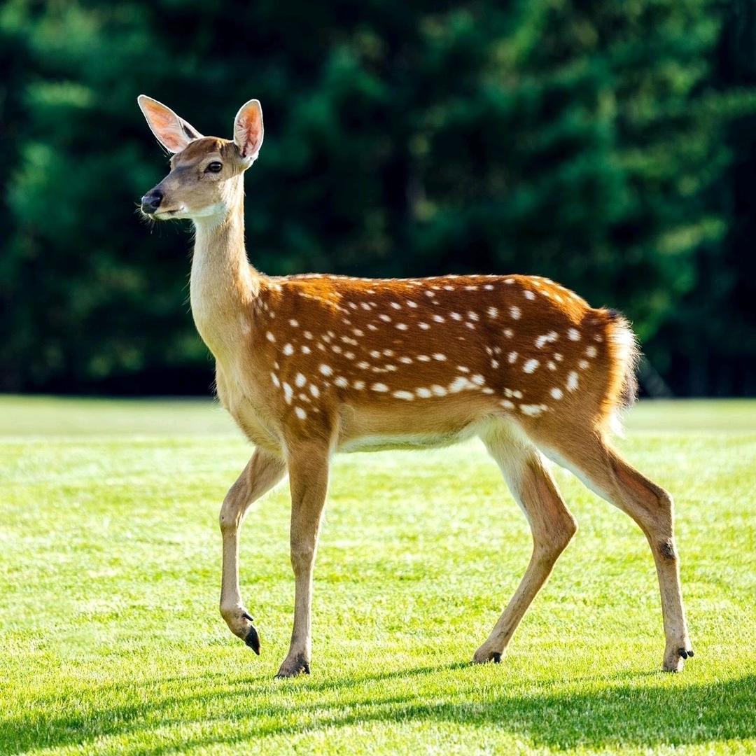 昌广滋补专营店片