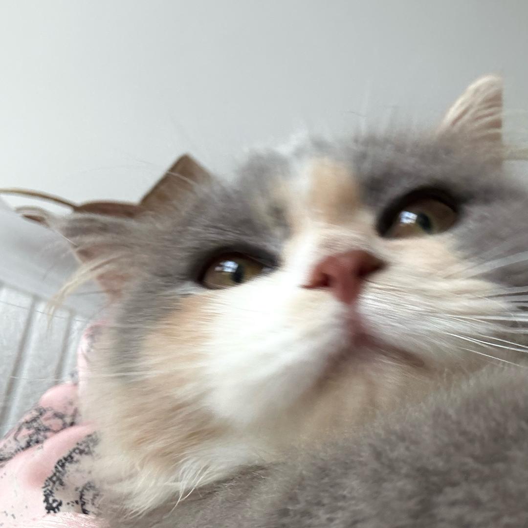 冷酷狂少婷