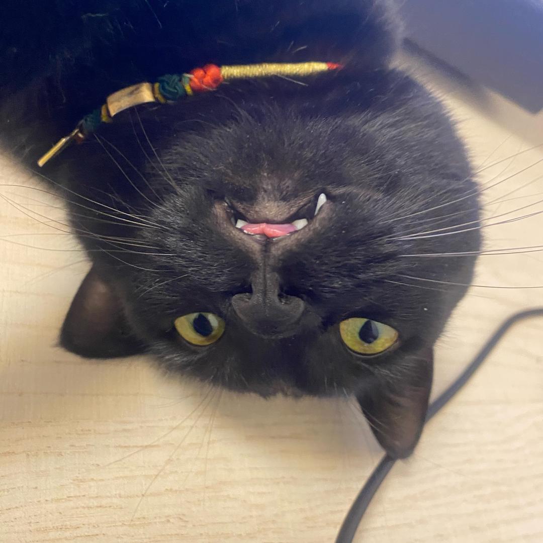 躲猫猫大王