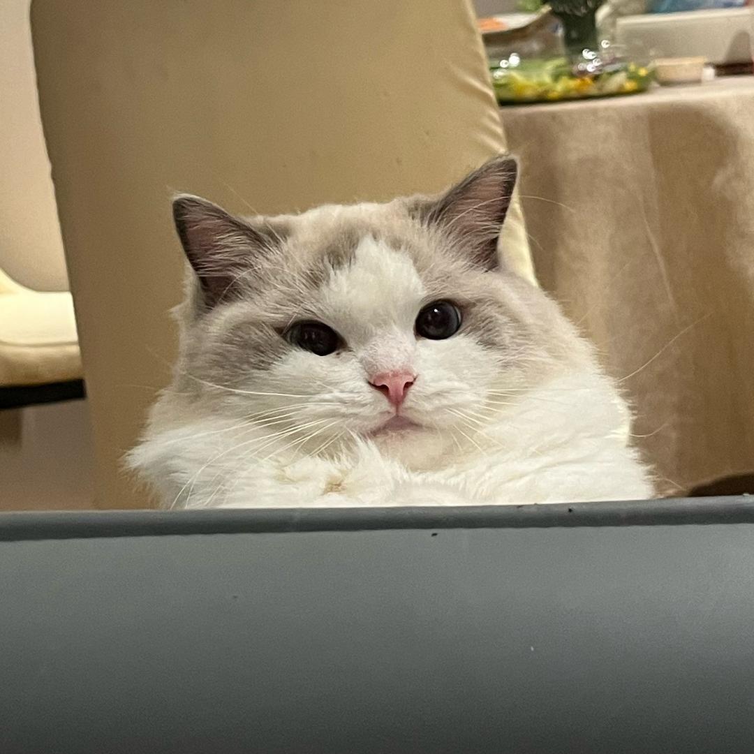 猪包妹和笨蛋糊