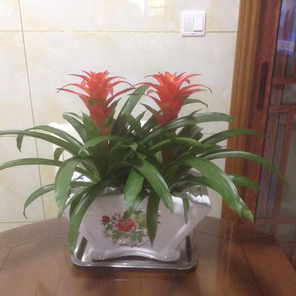 妮妮