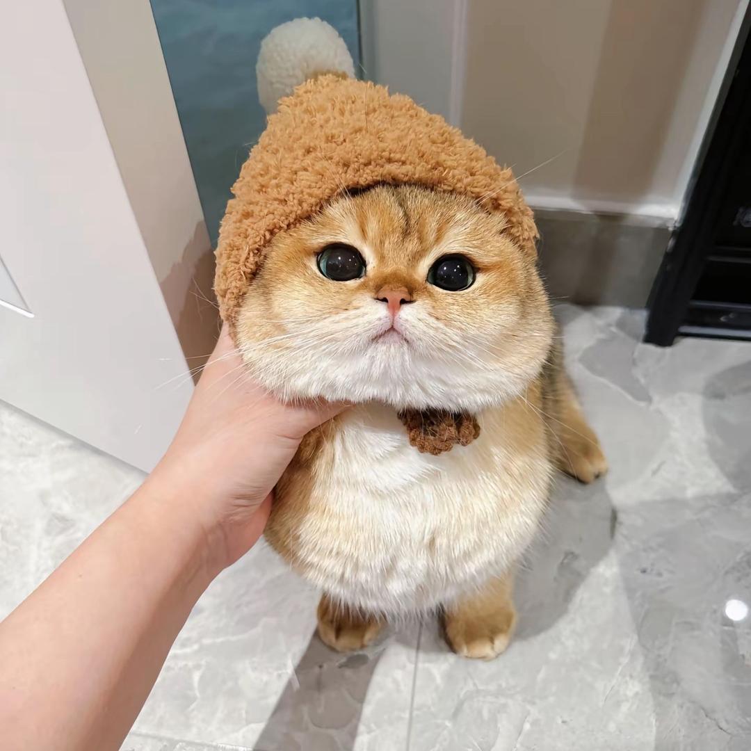 布布猫