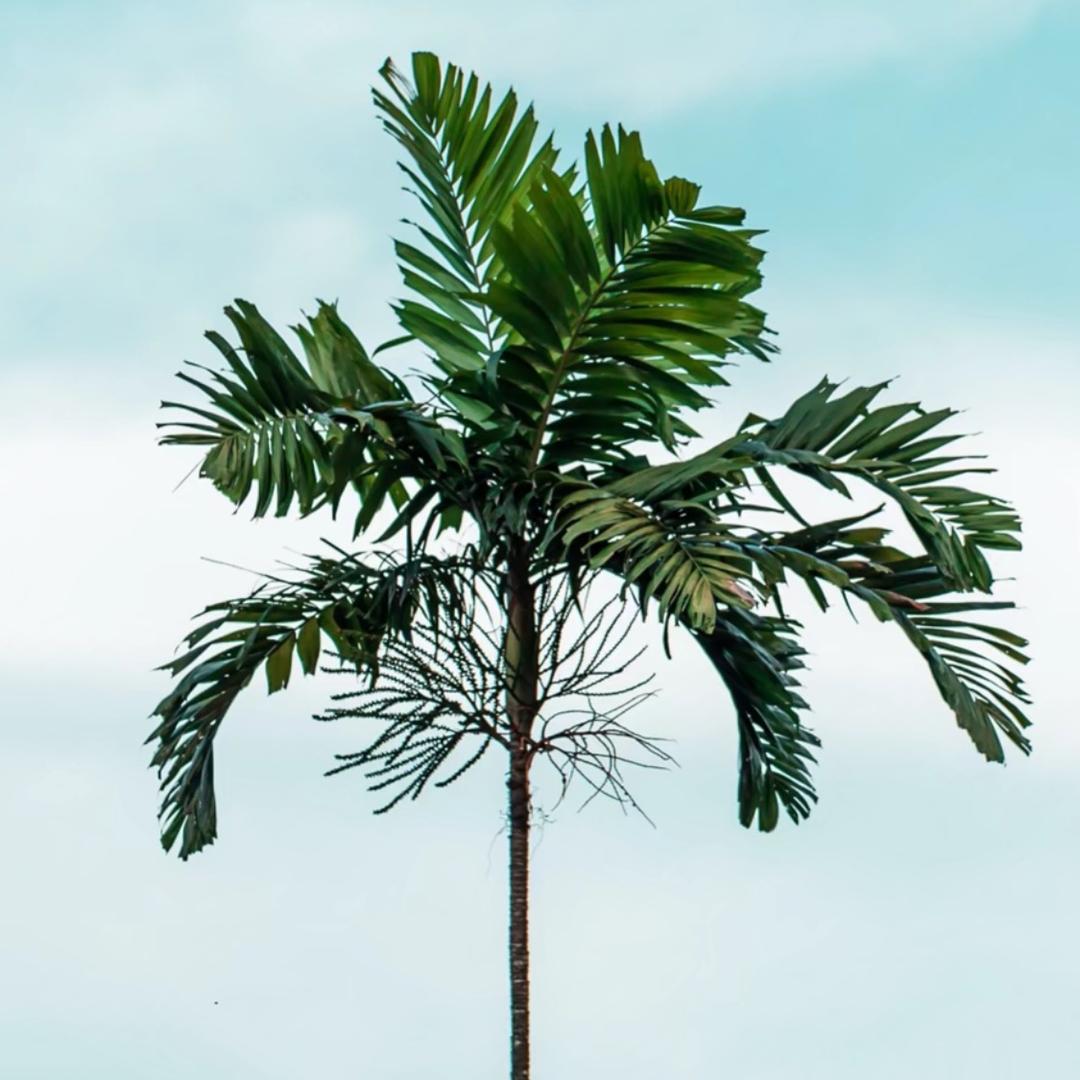 伤心哥（凌晨三点）