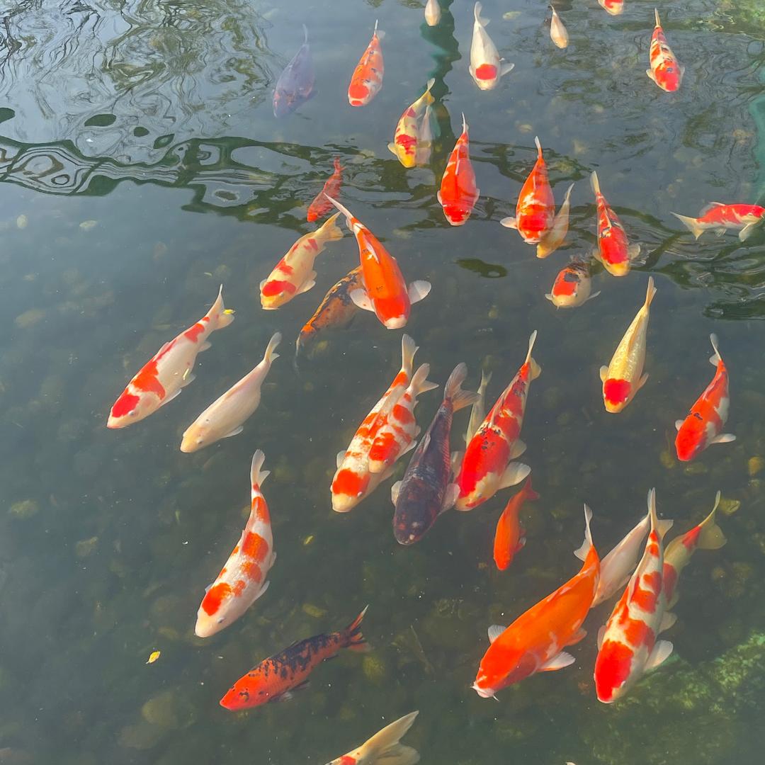 做个有出息的牛马