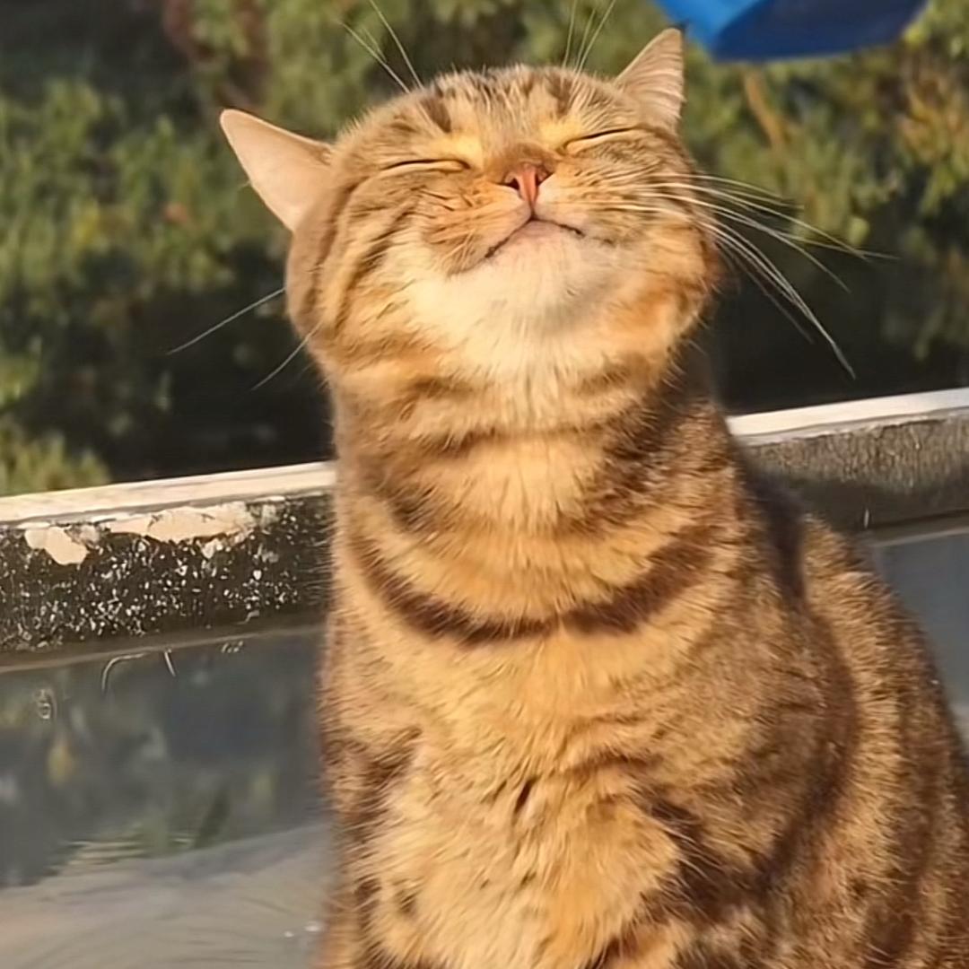 惠小胖的跑布<土豆>