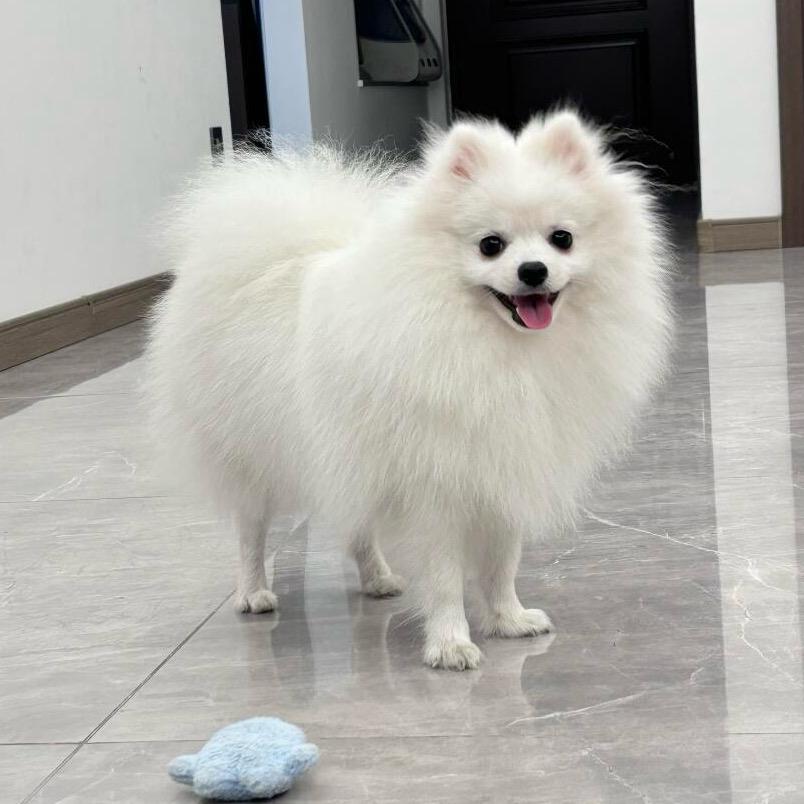 糖豆是个公主🌹·