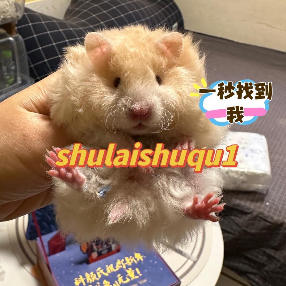 鼠来鼠去