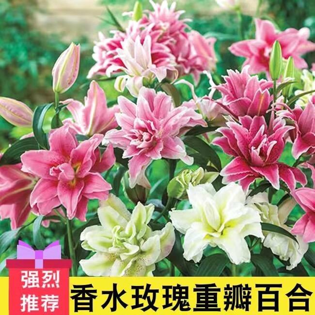 青青百合基地