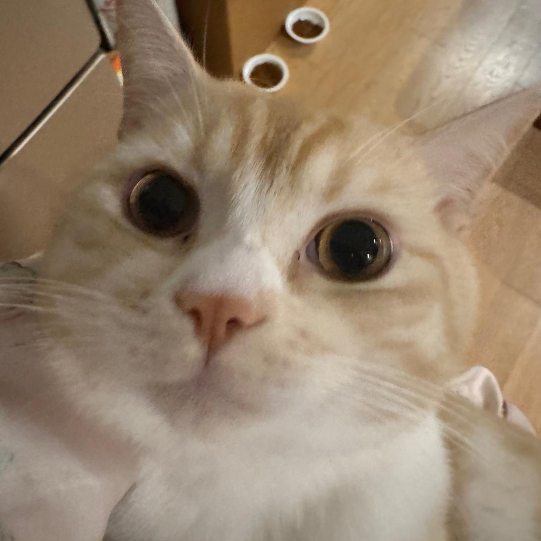 吐司
