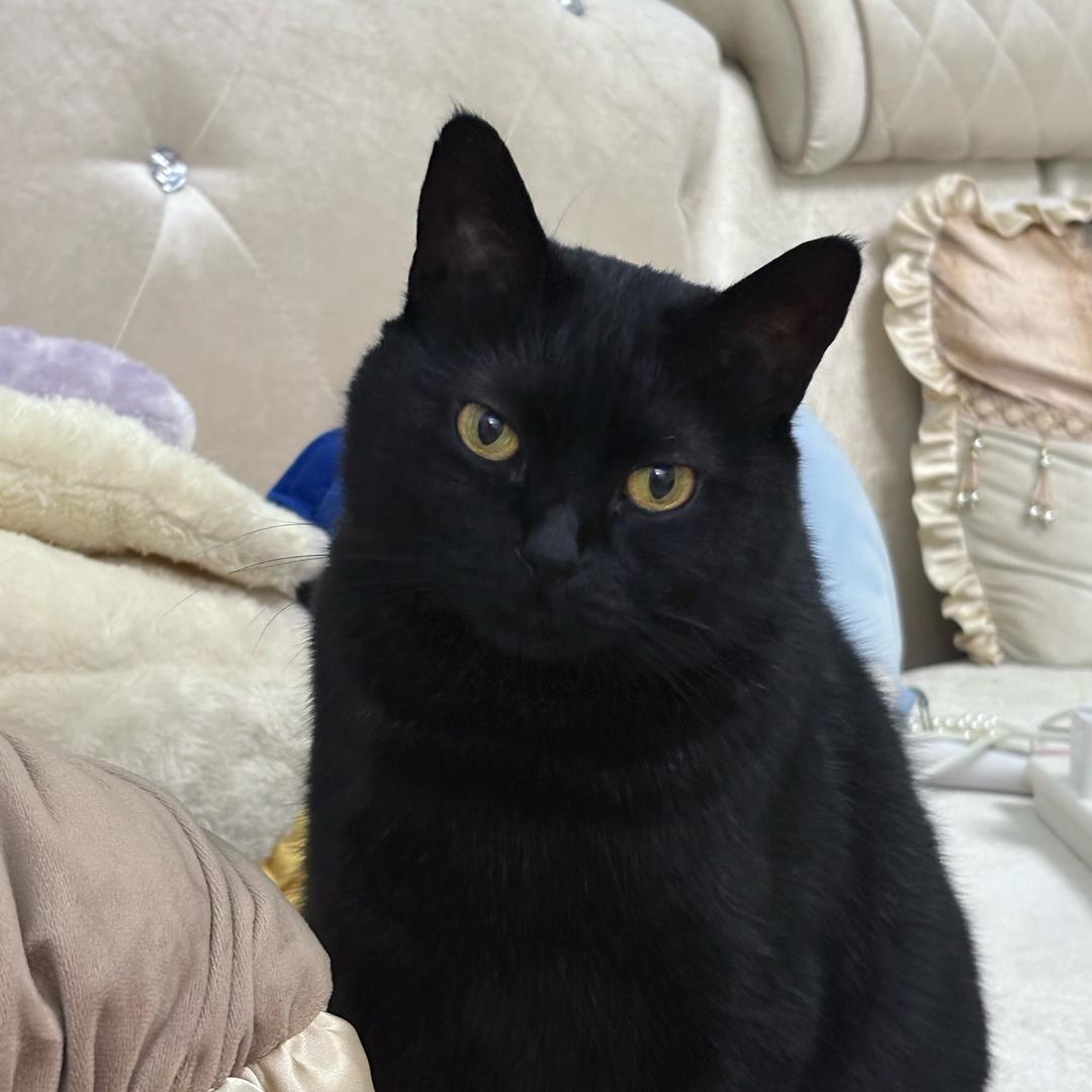 喆小猫