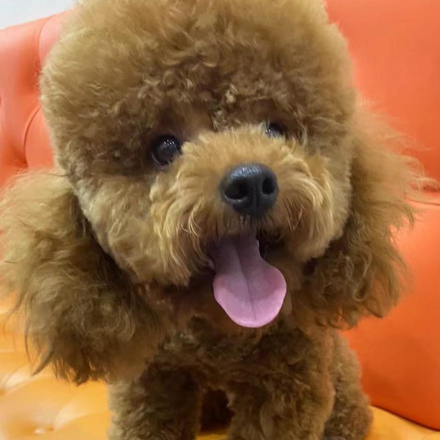 星河（米莱狄）