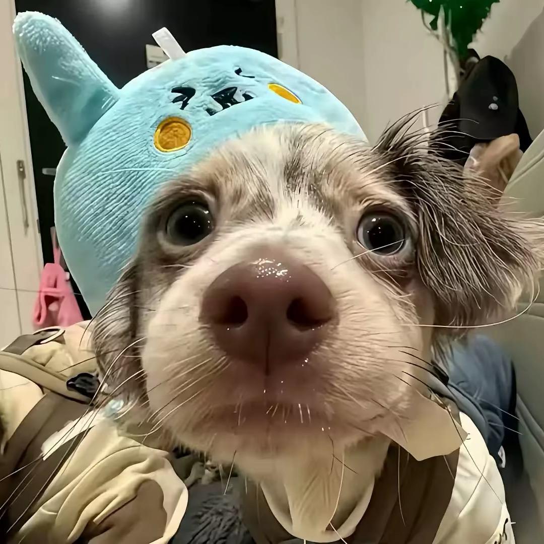小小怡