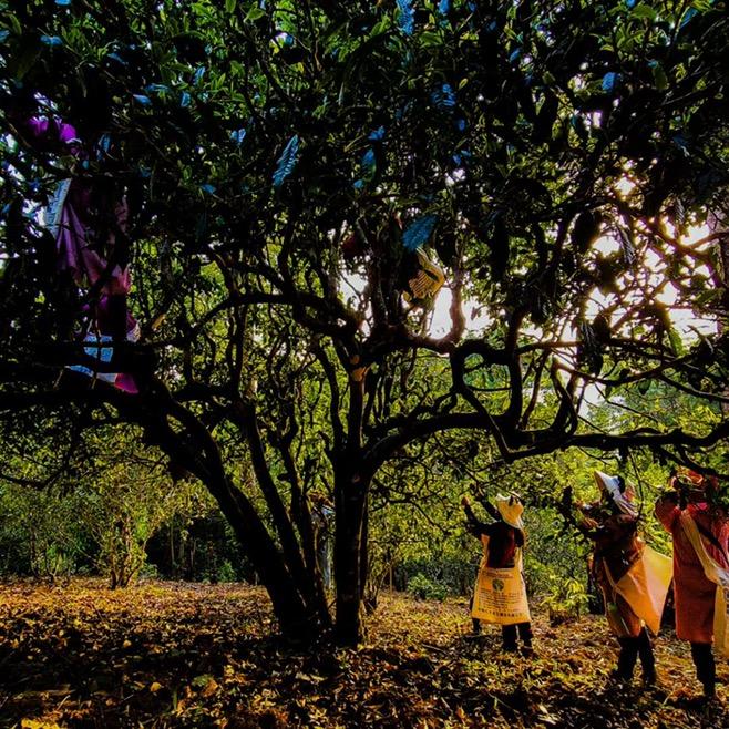 猎茶记勐海邦元茶仓