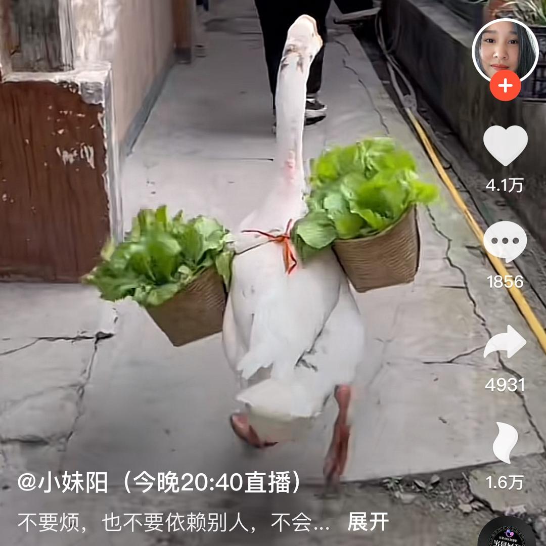 恐龙哥