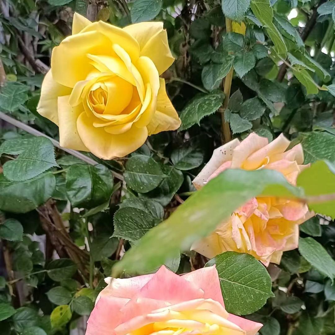 好运开时尚女装