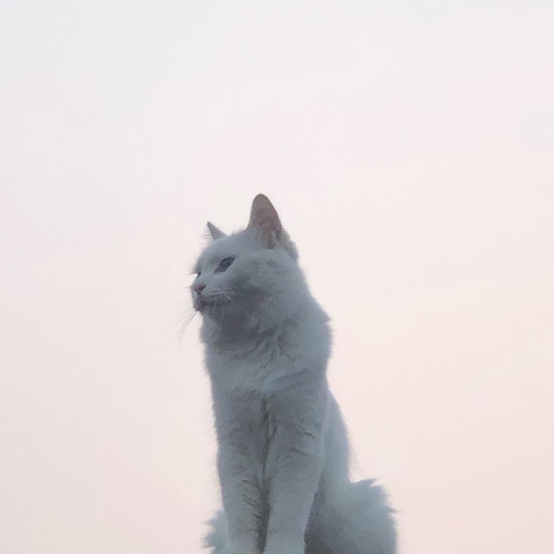清光然