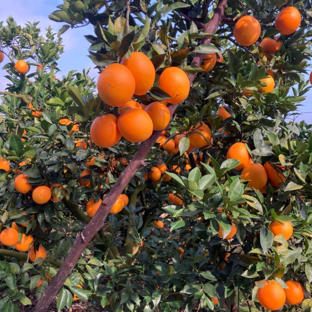 乡食记农产品现摘脐橙