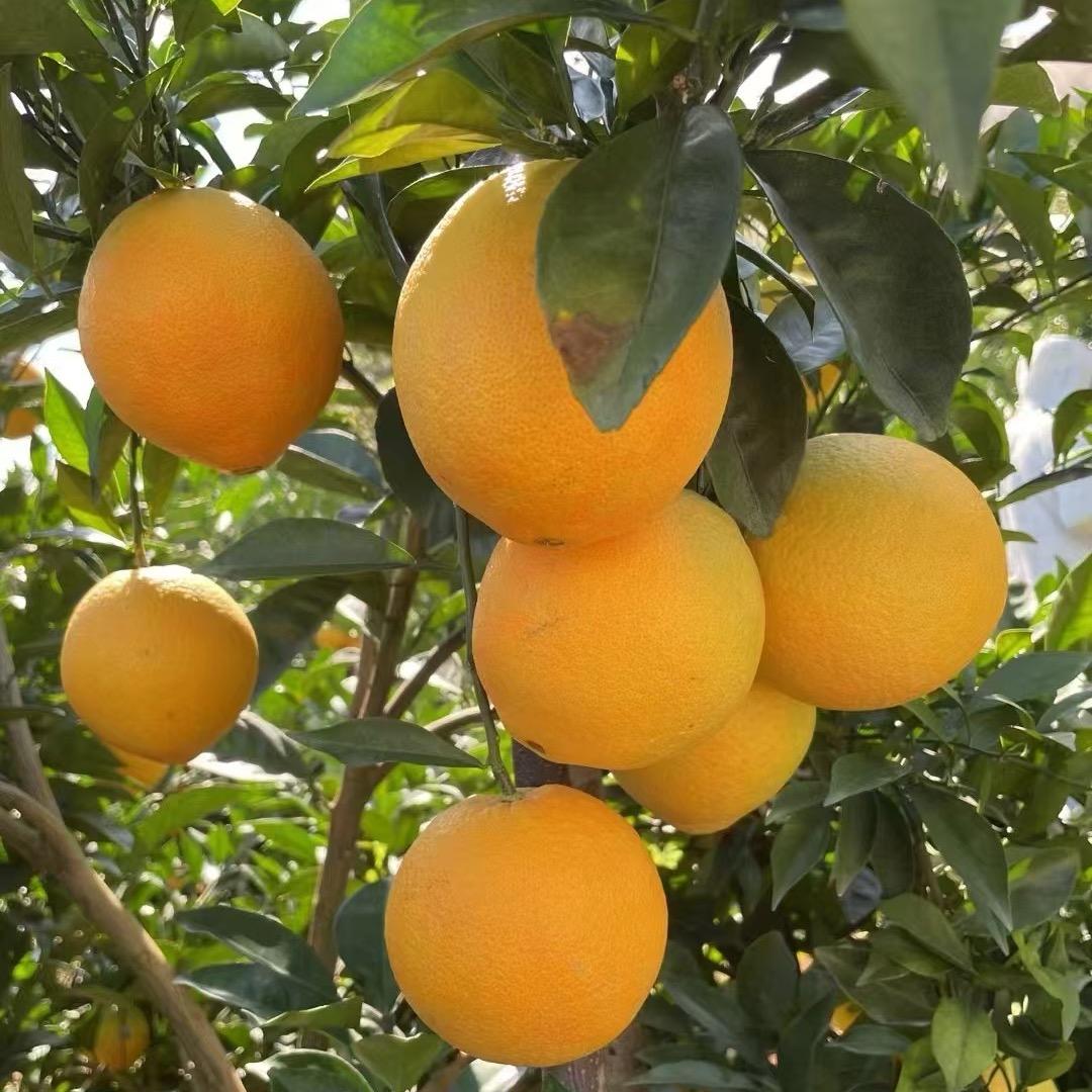 橙乡甄选