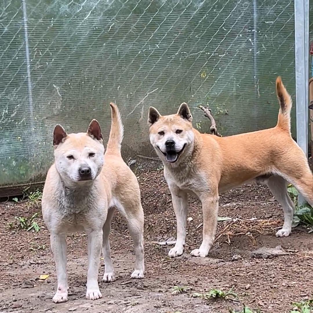 田园梦原生态犬繁育