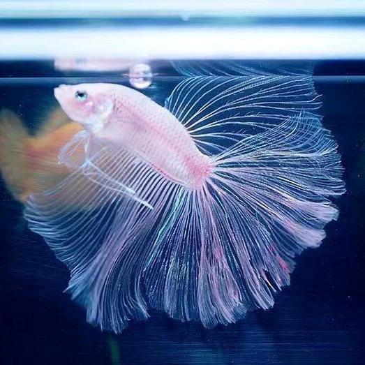 魔丸斗鱼精品店