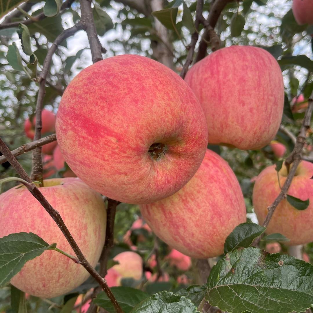 ZZ果蔬代买代卖