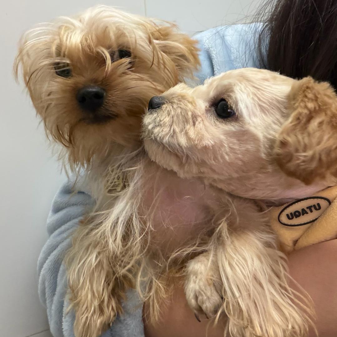 球球团子往前冲🐶