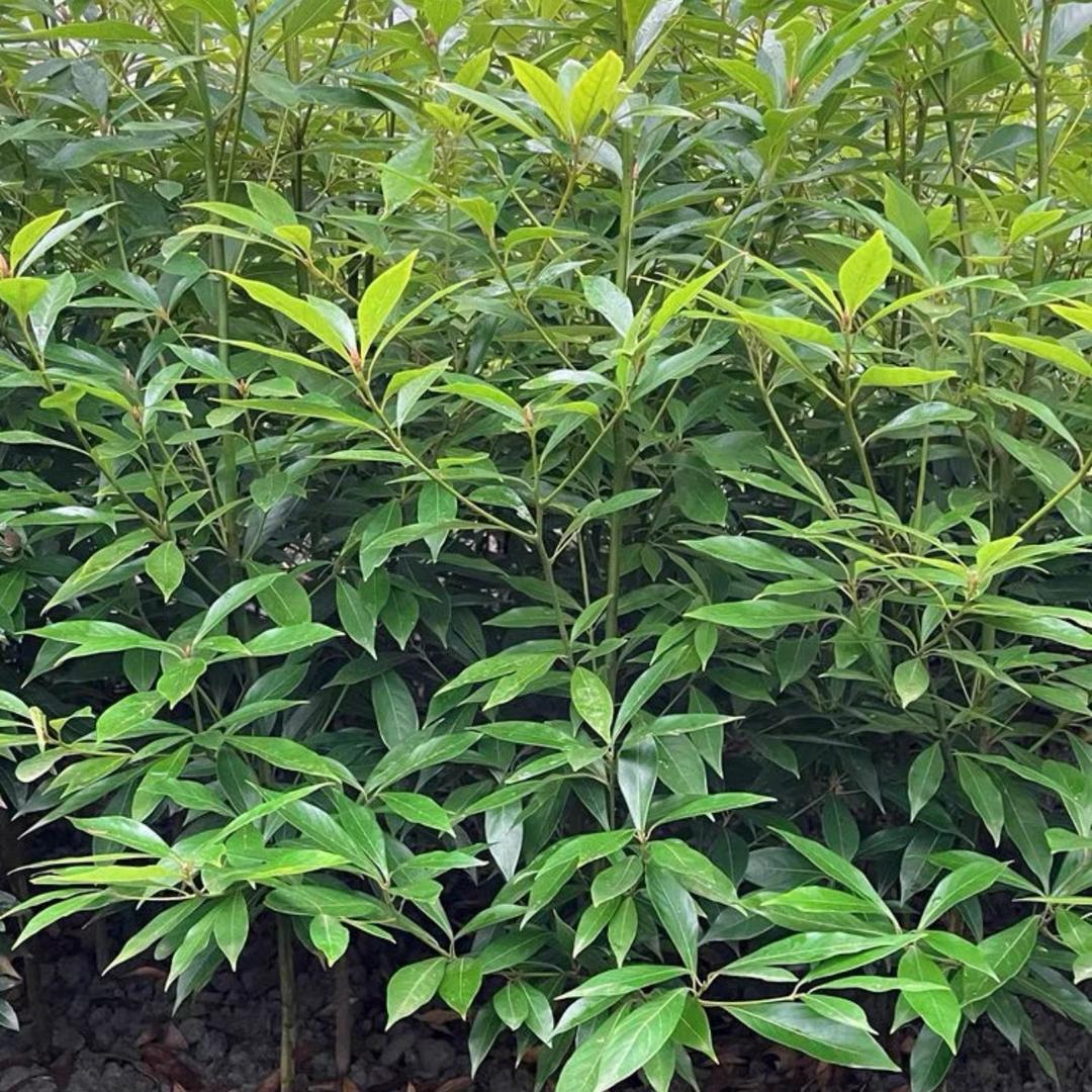 成都金丝楠木产地