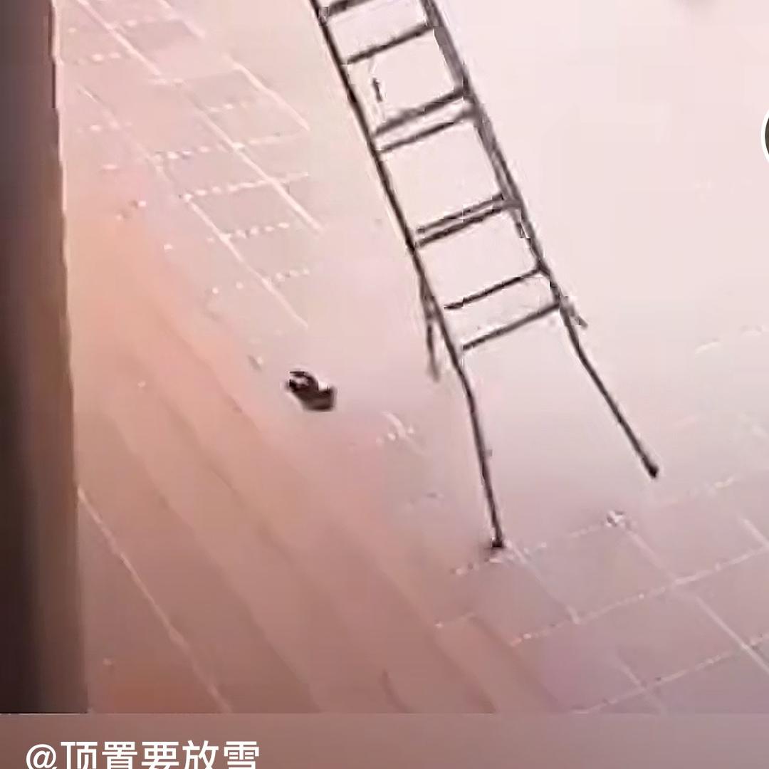 猫猫