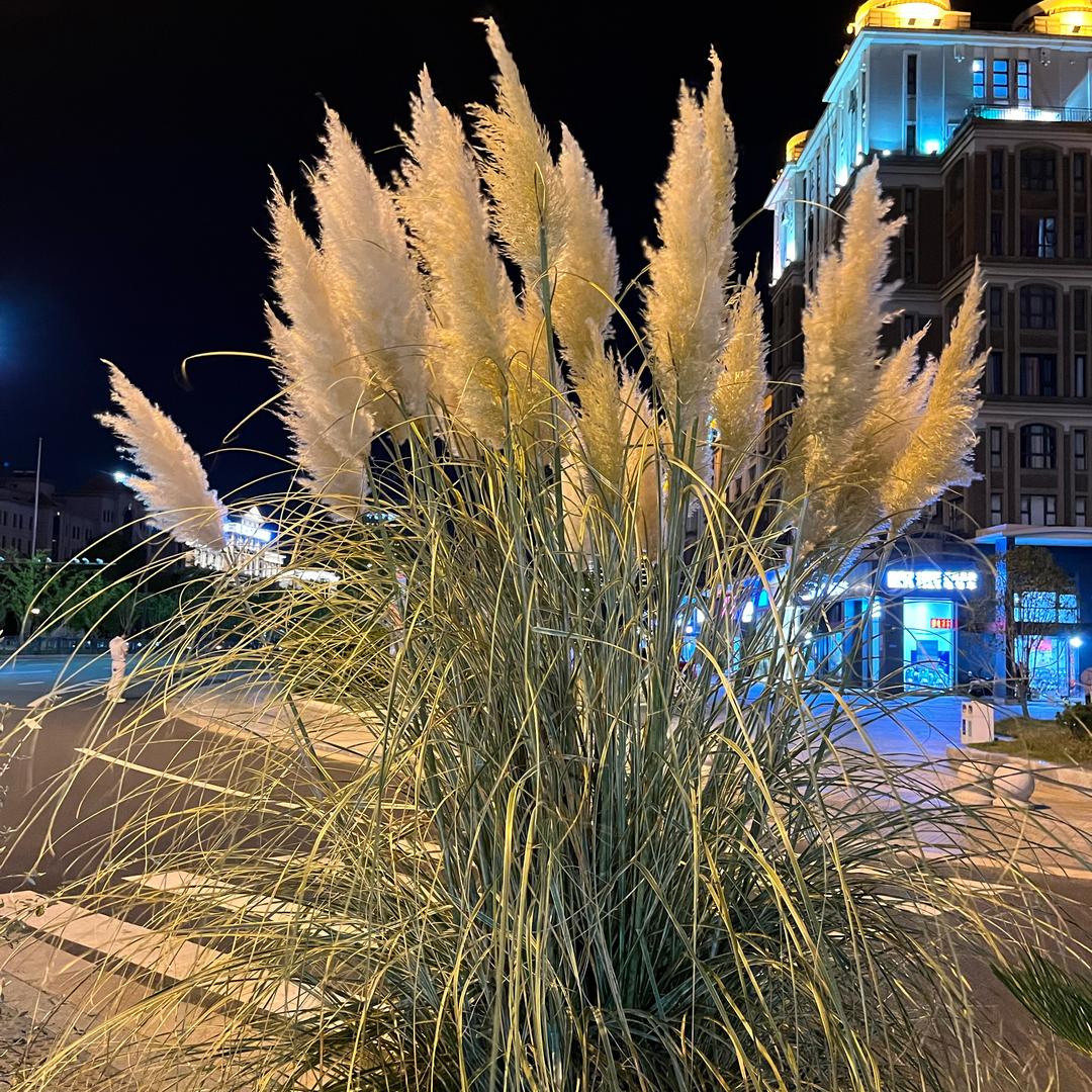临摹夜色