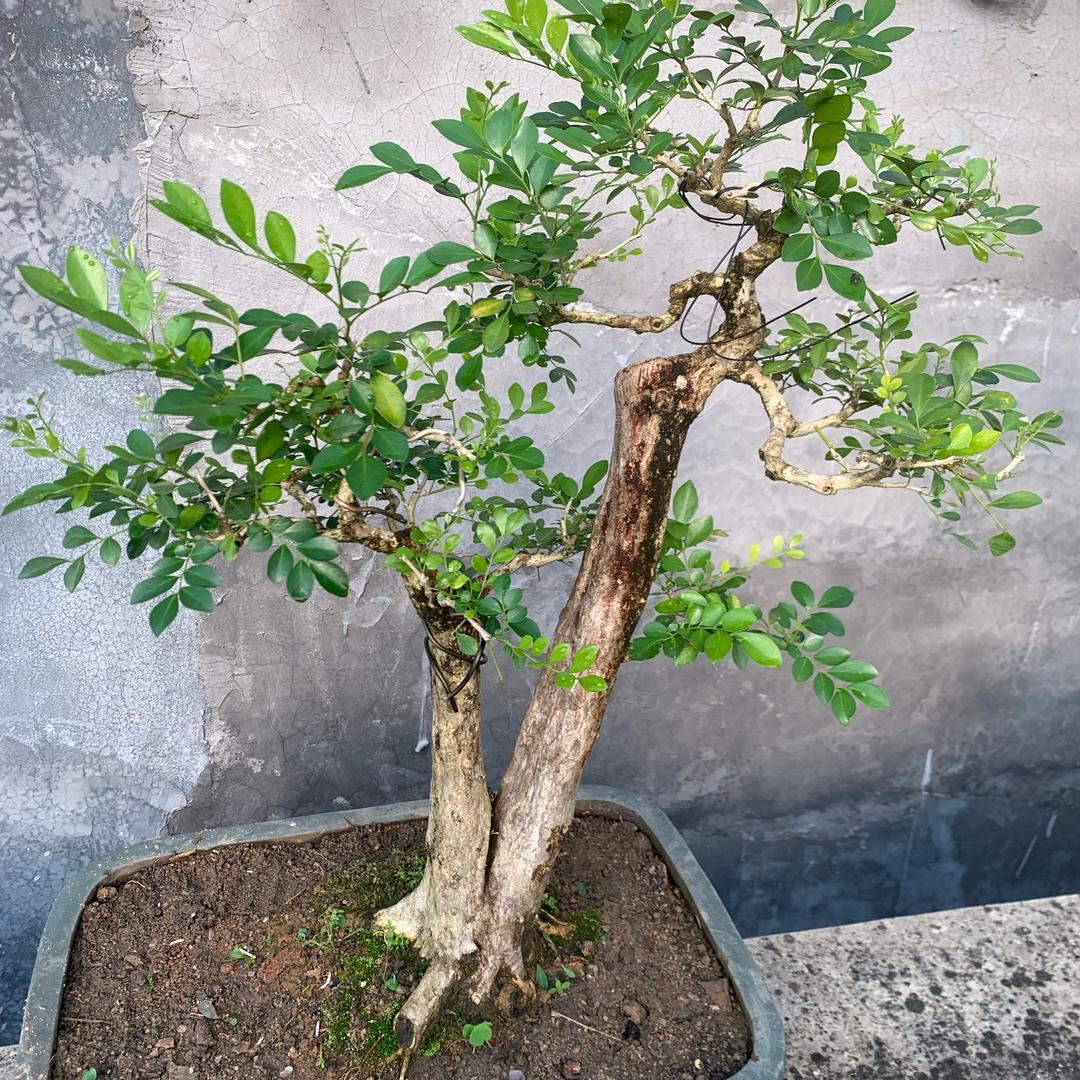 い .° || 信仰盆景系列🍃