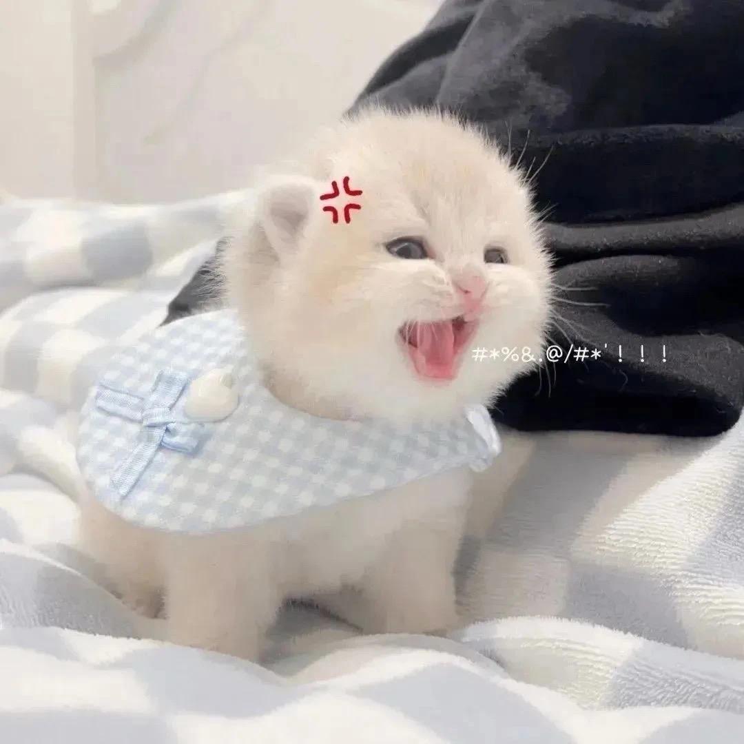 百变小玉