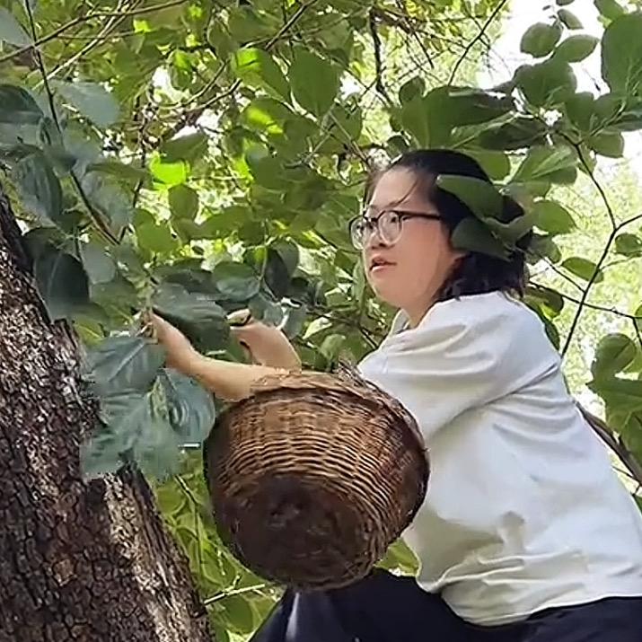 太行茶小妹