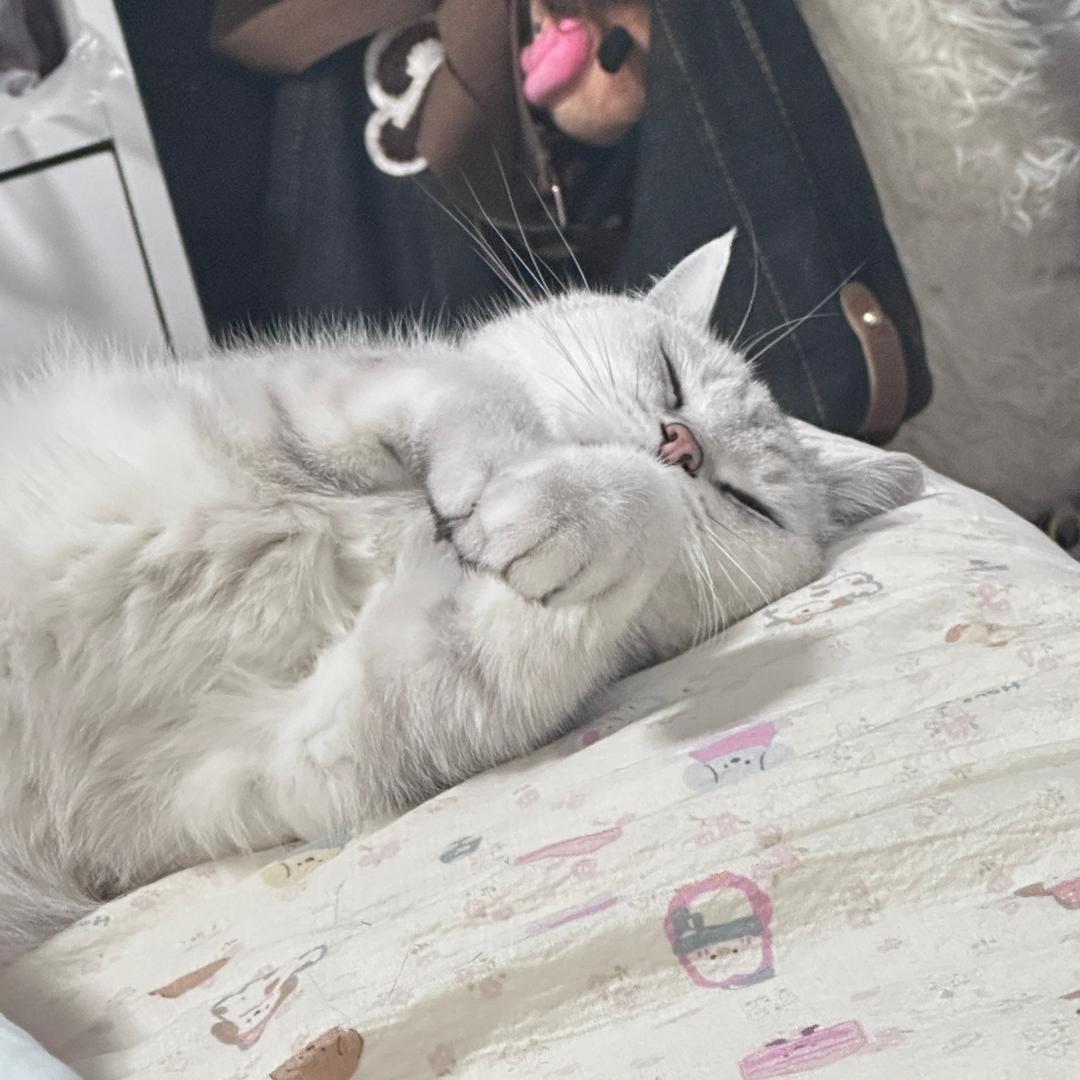 琥珀是猫