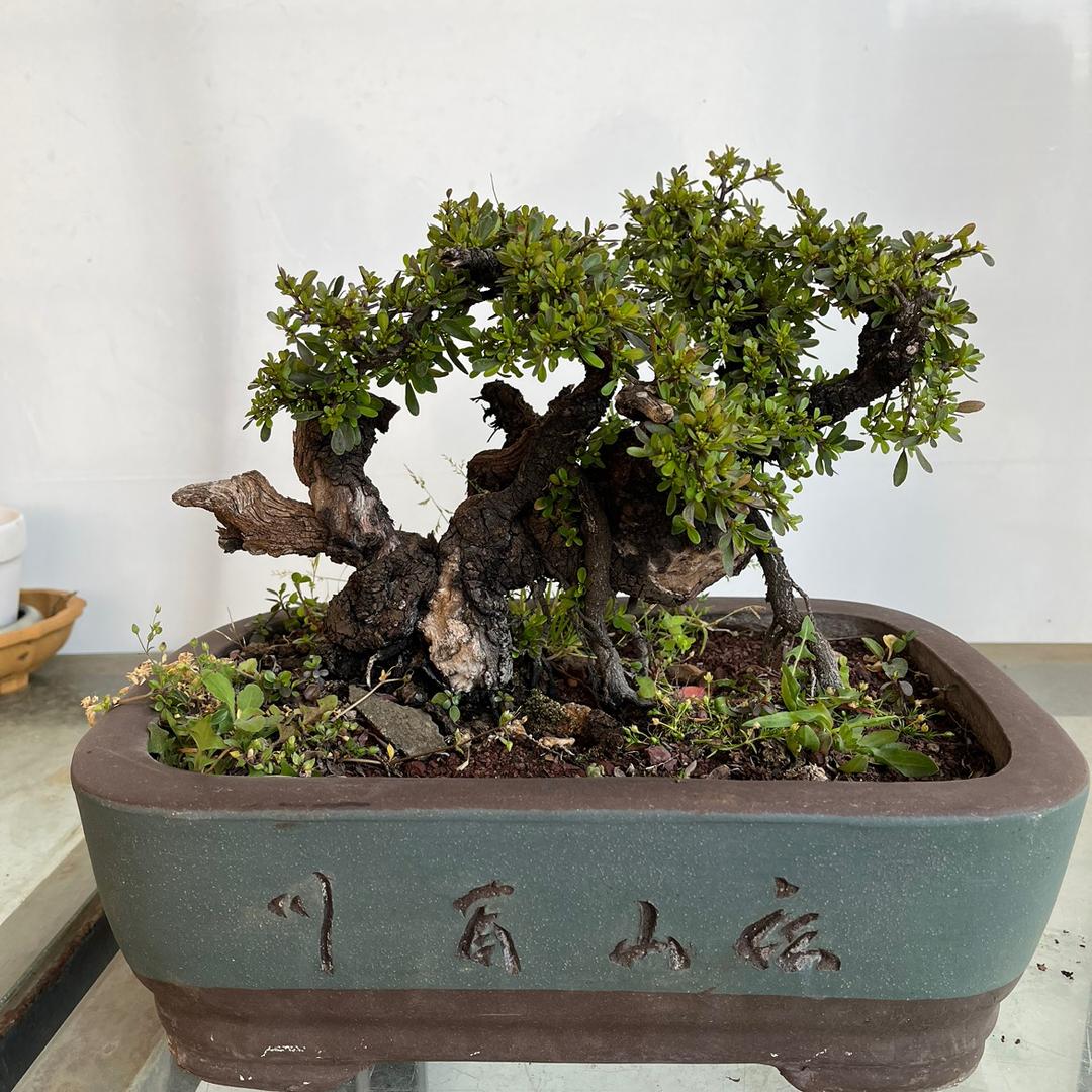 丁丁园艺1