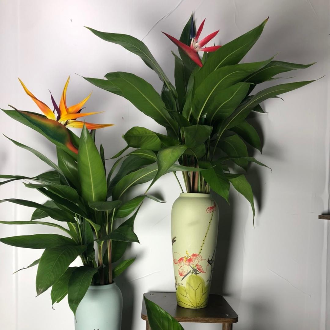 漳森花卉
