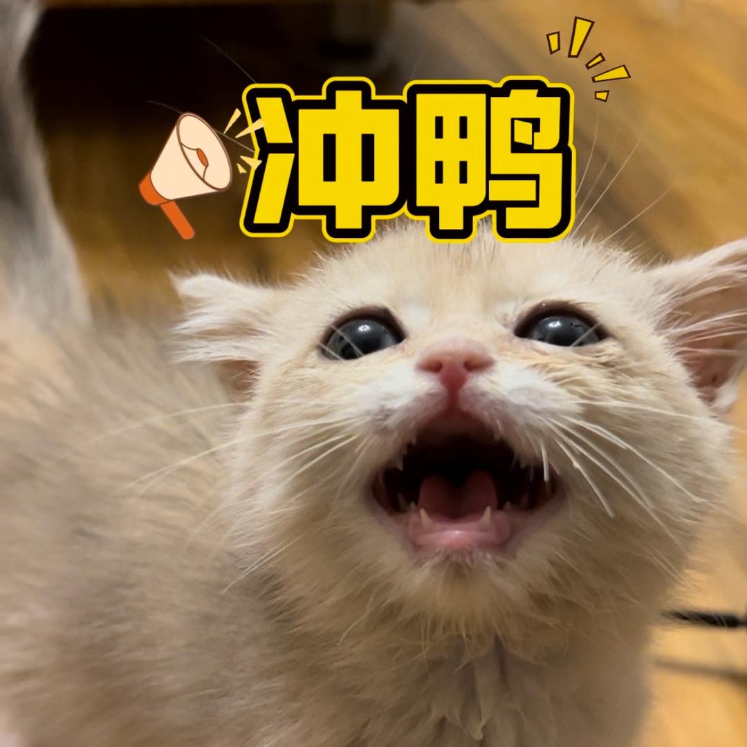 福多多萌宠用品（宝藏博主版）