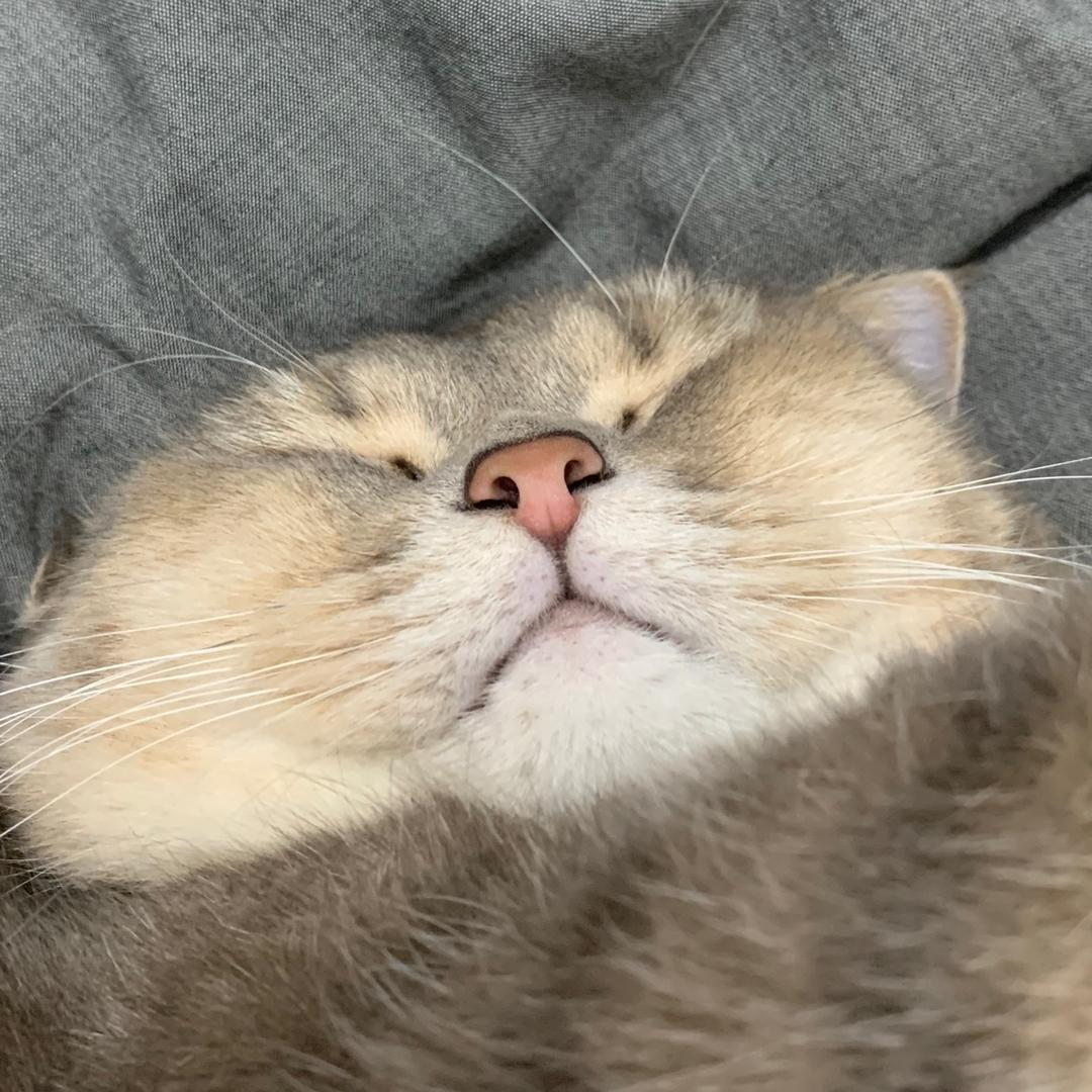 毛肚很烦恼