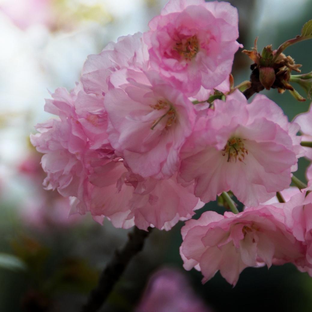 广东樱山花谷官方号