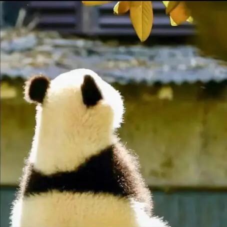咕咕意