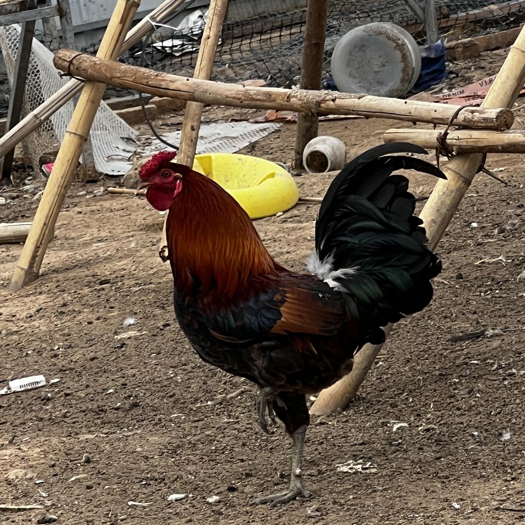 瑞富羽庄农场