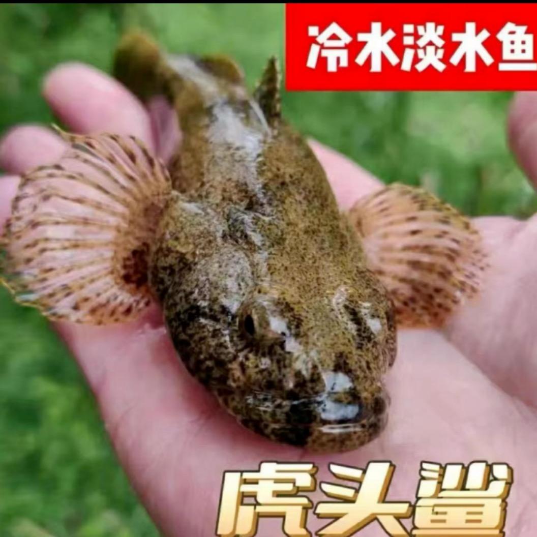 康熙虎头鲨养殖