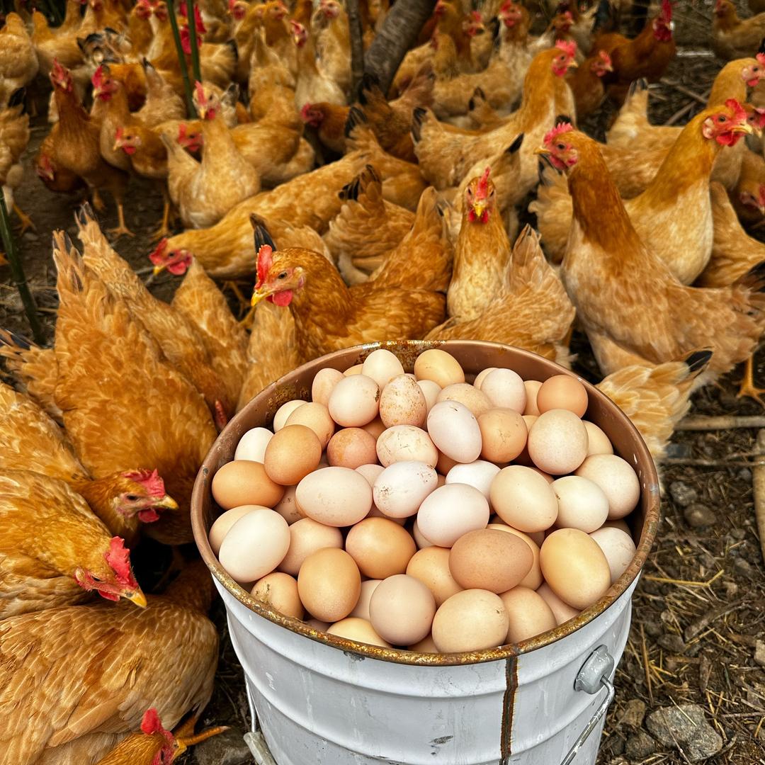 皖食福生态农场