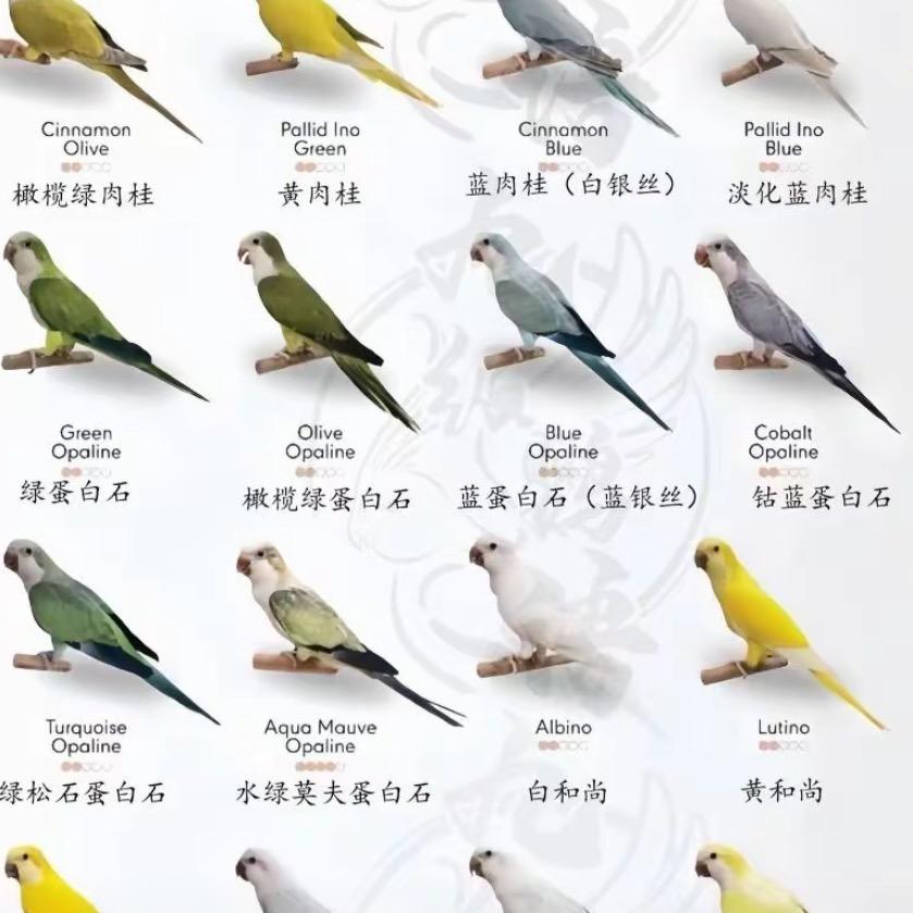 正鹦鹦鹉基地