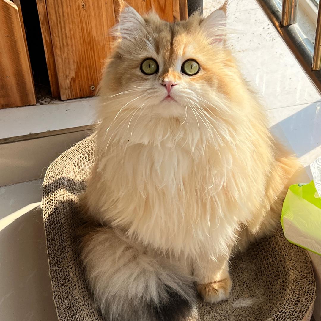 🐾撸猫暴富两不误