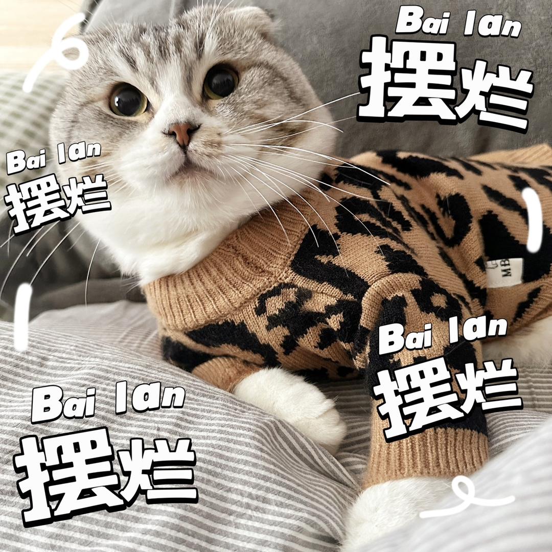 喵十一