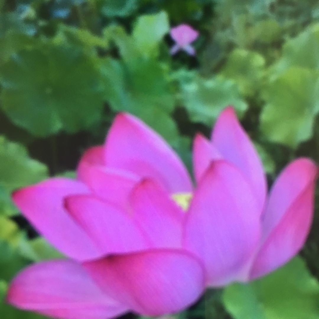 命运勇士杜淑玲头像