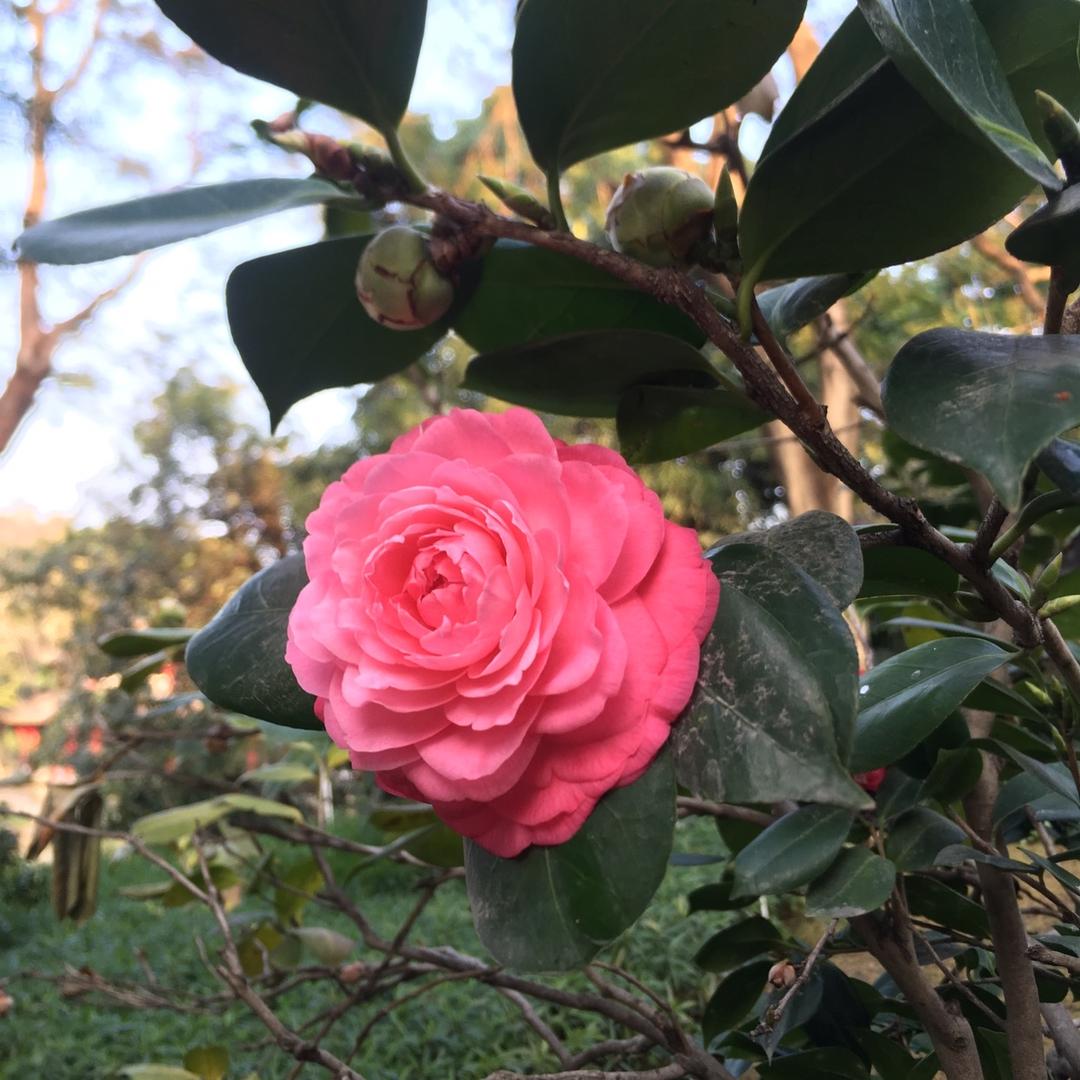 👨‍👩‍👧玲玲